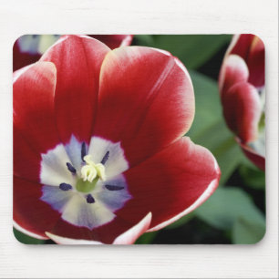 Niederlande (auch Holland genannt), Lisse. Keukenh Mousepad