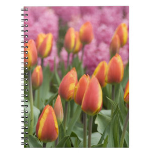 Niederlande (auch Holland genannt), Lisse. Keukenh Notizblock