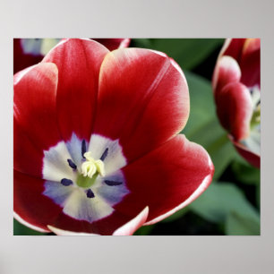 Niederlande (auch Holland genannt), Lisse. Keukenh Poster