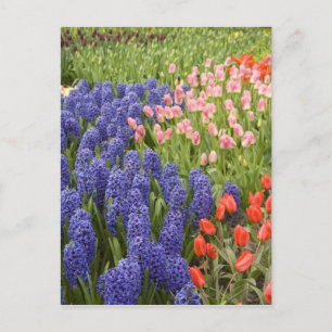 Niederlande, auch Holland genannt), Lisse. Keukenh Postkarte