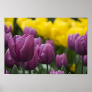 Niederlande (auch Holland), Lisse. Keukenhof 10 Poster