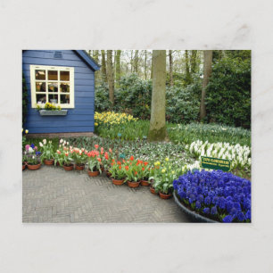 Niederlande (auch Holland), Lisse. Keukenhof 11 Postkarte
