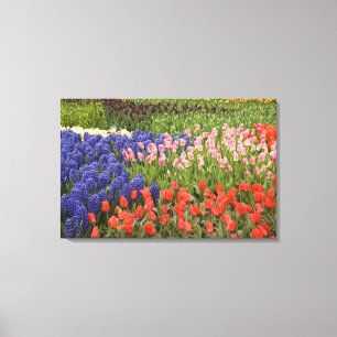 Niederlande (auch Holland), Lisse. Keukenhof 3 Leinwanddruck