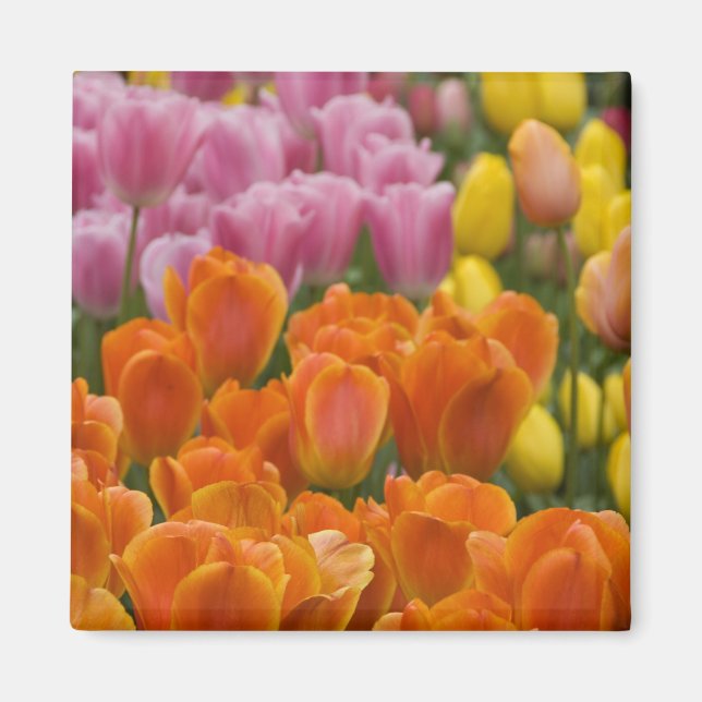 Niederlande (Holland), Lisse. Keukenhof 4 Magnet (Vorne)