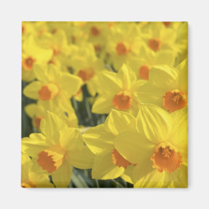 Niederlande, Holland, Lisse, Keukenhof Gardens, Magnet