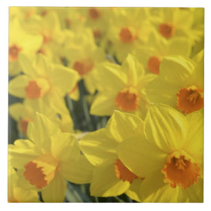 Niederlande, Holland, Lisse, Keukenhof-Gärten, Fliese