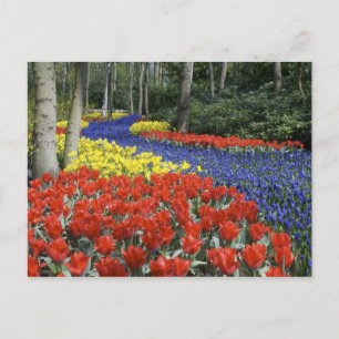 Niederlande, Holland, Lisse, Keukenhof-Gärten Postkarte