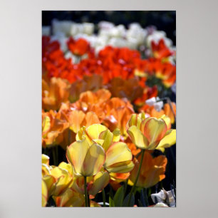 Niederlande (Holland), Lisse. Keukenhof Poster