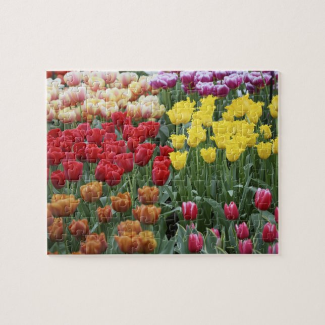 Niederlande, Keukenhoff Gardens, Tulpen. (Horizontal)