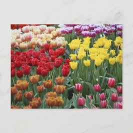 Niederlande, Keukenhoff Gardens, Tulpen. Postkarte