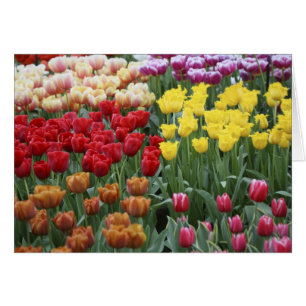 Niederlande, Keukenhoff-Gärten, Tulpen.