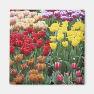 Niederlande, Keukenhoff-Gärten, Tulpen. Magnet