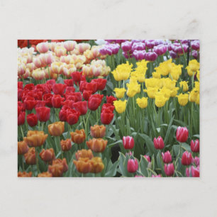 Niederlande, Keukenhoff-Gärten, Tulpen. Postkarte