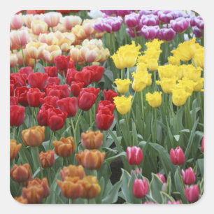 Niederlande, Keukenhoff-Gärten, Tulpen. Quadratischer Aufkleber