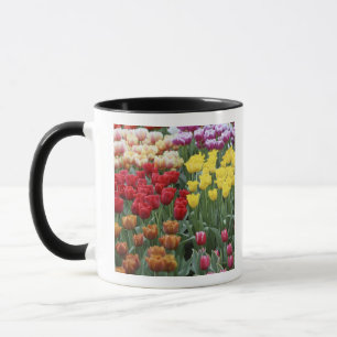 Niederlande, Keukenhoff-Gärten, Tulpen. Tasse