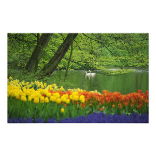 Niederlande, Lisse. Weiße Schwäne auf einem Teich Fotodruck