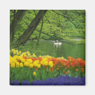 Niederlande, Lisse. Weiße Schwäne auf einem Teich Magnet