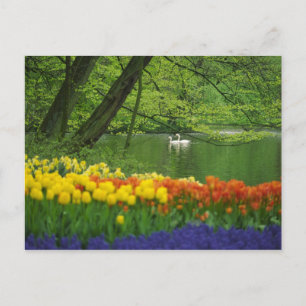 Niederlande, Lisse. Weiße Schwäne auf einem Teich  Postkarte