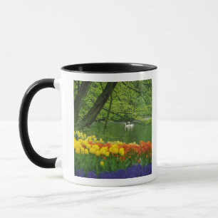 Niederlande, Lisse. Weiße Schwäne auf einem Teich Tasse