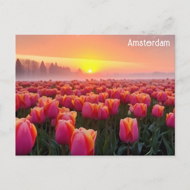 Niederlande Niederlande Tulips Travel Foto Postkarte (Vorderseite)