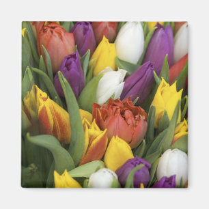 Niederlande, Südholland, Amsterdam Magnet
