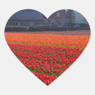 Niederlande: Tulip Field in Holland Herz-Aufkleber