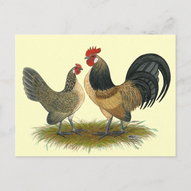 Niederländisch Bantam:  Blue Quail Postkarte (Vorderseite)