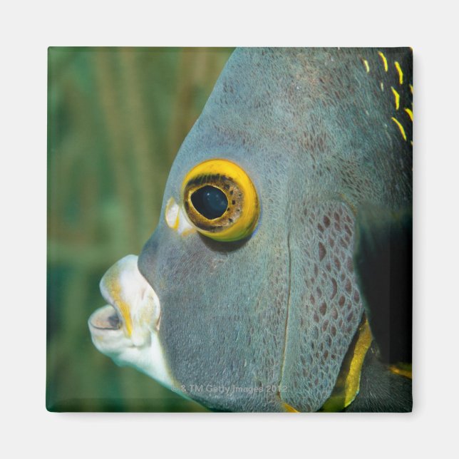 Niederländische Antillen, Bonaire, nahes Unterwass Magnet (Vorne)