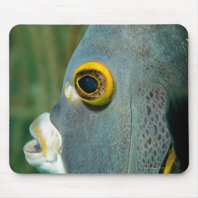 Niederländische Antillen, Bonaire, nahes Unterwass Mousepad (Vorne)