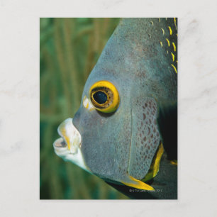 Niederländische Antillen, Bonaire, nahes Unterwass Postkarte