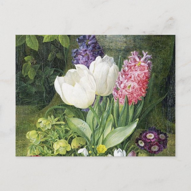 Niederländische Birnen-Frühlings-Blumen Postkarte (Vorderseite)