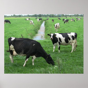 Niederländische Milchkuh-Plakat-Druck-Geschenke Poster