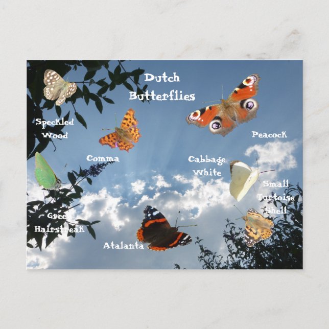 Niederländische Schmetterlinge Namen Postkarte (Vorderseite)