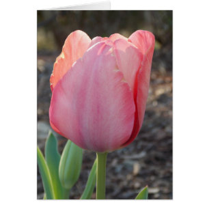 Niederländische Tulpe