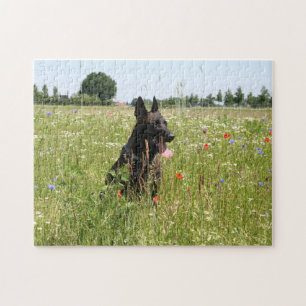 Niederländischer Hirtenhund auf dem Feld