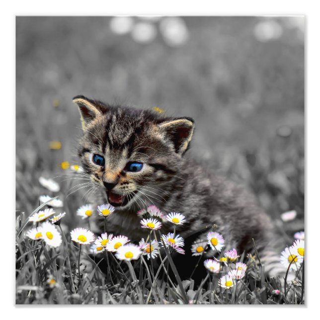 Niedlich Adorable Cat Kitten Fotodruck (Vorne)