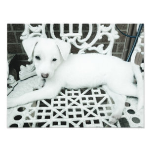 Niedlich Adorable White Puppy Foto Erweiterung