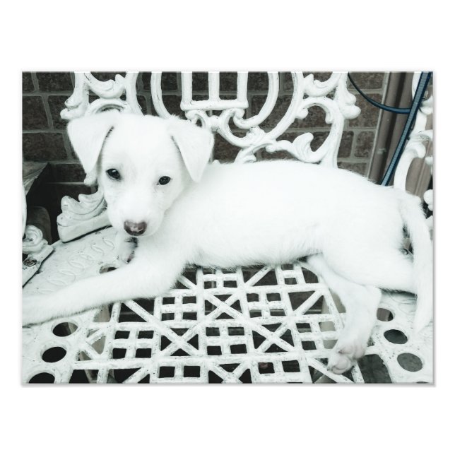 Niedlich Adorable White Puppy Foto Erweiterung (Vorne)