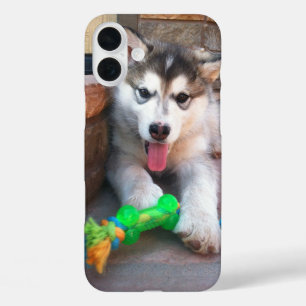 Niedlich Alaskan Malamute Welpenfotografie iPhone 16 Plus Hülle