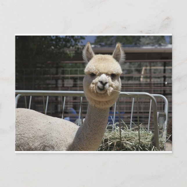 Niedlich Alpaca Postkarte (Vorderseite)