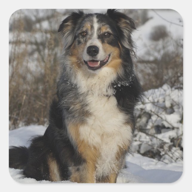 Niedlich Aussie Puppy Dog Lover Australian Shepher Quadratischer Aufkleber (Vorderseite)