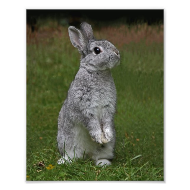 Niedlich Baby Bunny Print Fotodruck (Vorne)