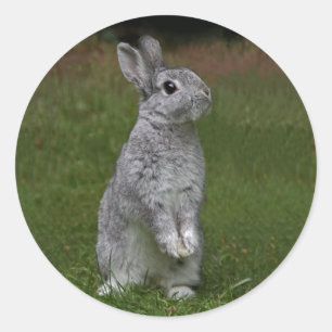 Niedlich Baby Bunny Sticker