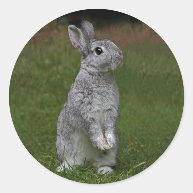 Niedlich Baby Bunny Sticker (Vorderseite)