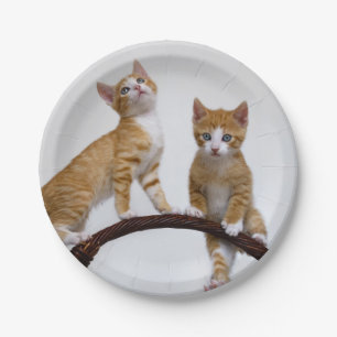 Niedlich Baby Cats Kittens Funny Gym Foto Party Pappteller