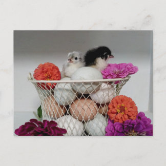 Niedlich Baby Chickens Postcard Postkarte