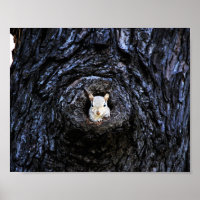 Niedlich Baby Eichhörnchen Natur Naturfotografie