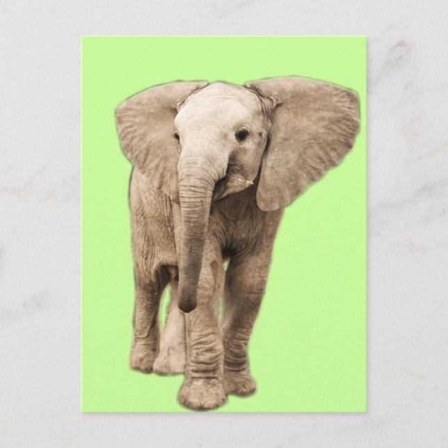 Niedlich Baby Elephant Postkarte (Vorderseite)