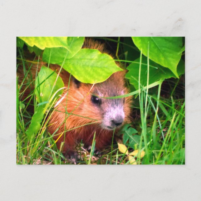Niedlich Baby Groundhog Marmotte Marmot Kanada Postkarte (Vorderseite)