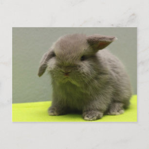 Niedlich Baby Holland Lop Postkarte